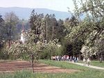 Kirschblütenwanderung Kirschblütenwanderung