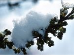 Schneebedeckte Kirschblüten 